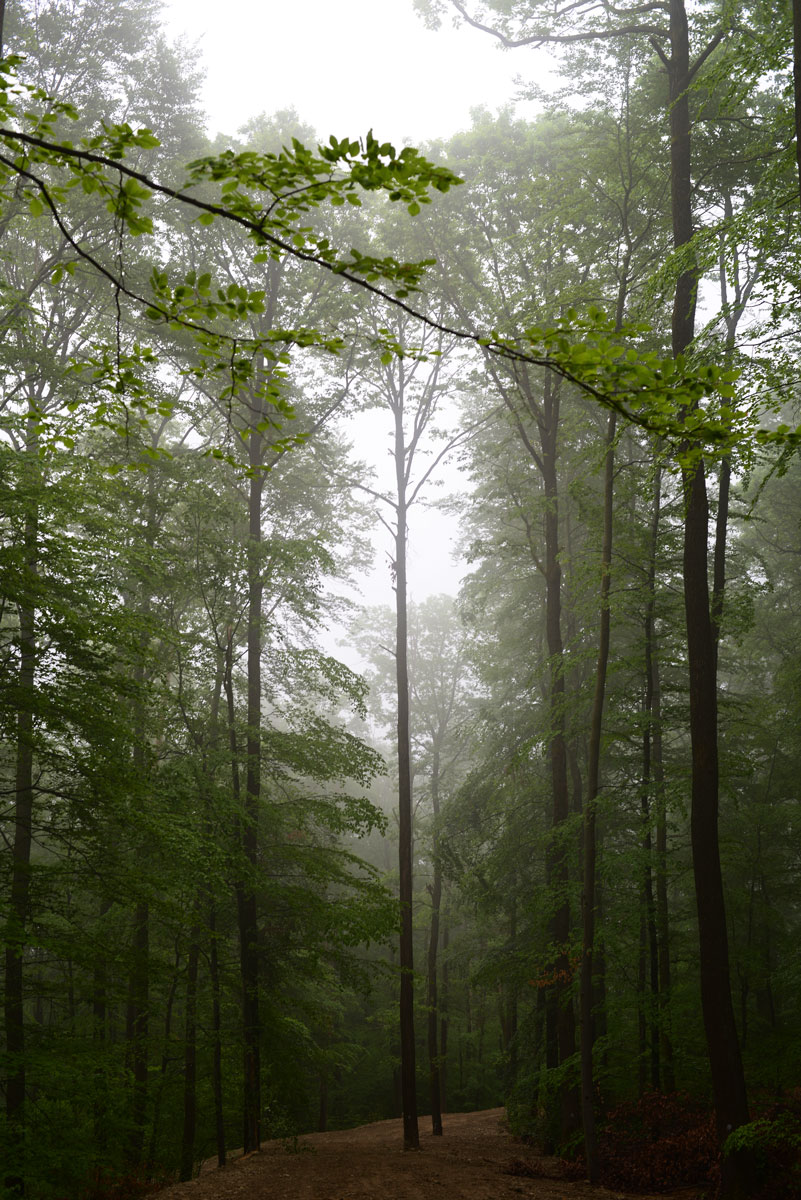 Fuchsklinge im Remstaler Süden: Waldstück im typischen Remstal-Nebel, bei der Fuchsklinge im Remshaldener Süden